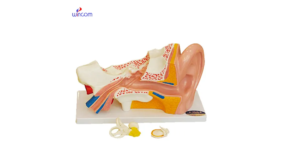 ម៉ូឌែលវេជ្ជសាស្ត្របីវិមាត្រ